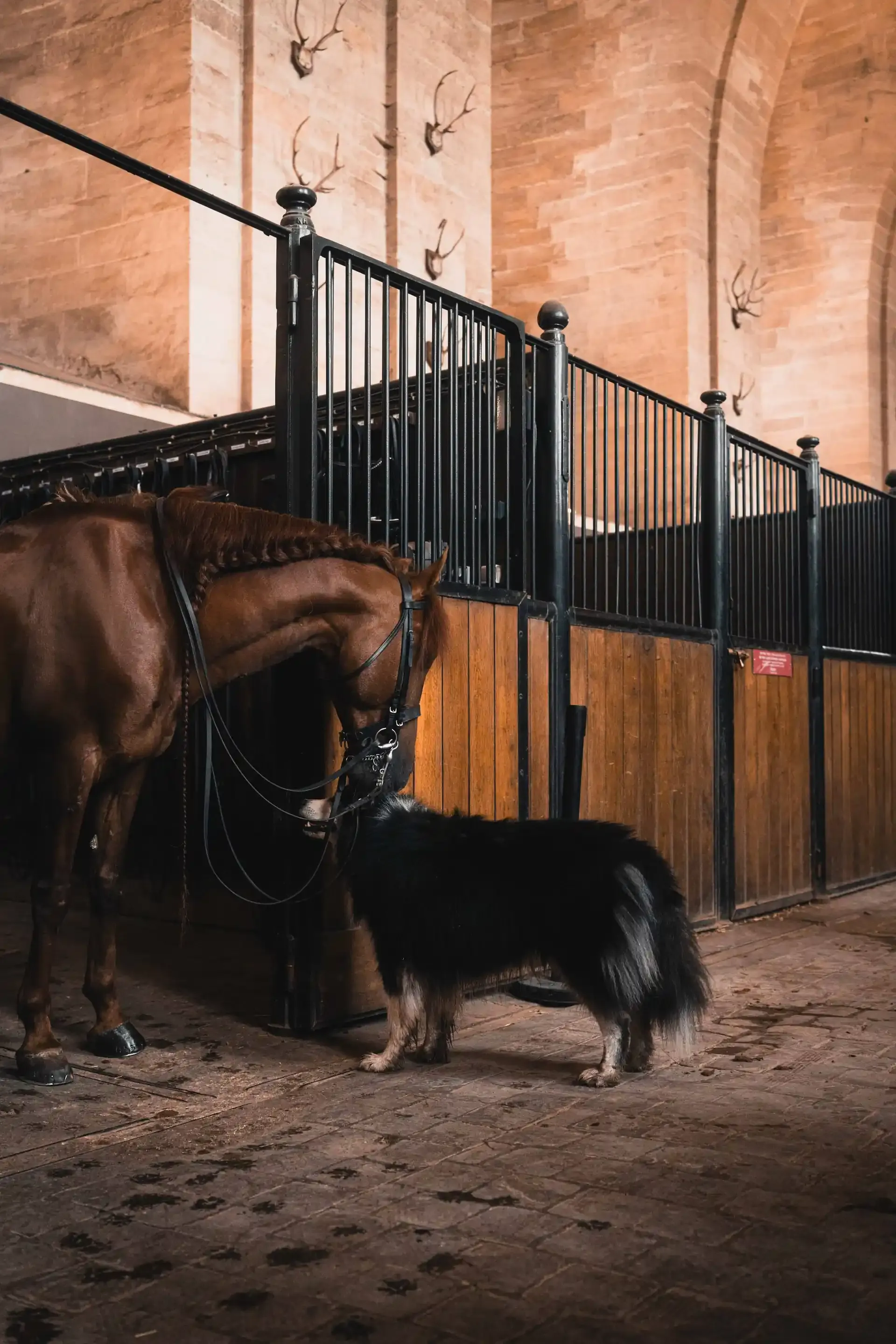 Les Pépites de France - Image 3